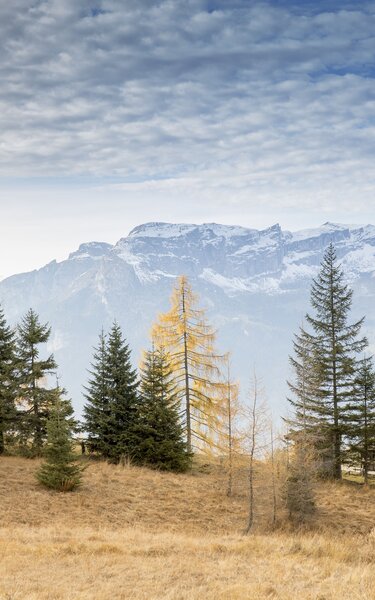 Herbststimmung auf der Holzalm Zimmermoos | © Alpbachtal Tourismus | Matthias Sedlak Auf diesem Bild zu sehen, ist ein Stück Wald mit einer kleinen Hütte, im Hintergrund die weißen Bergspitzen | © Alpbachtal Tourismus | Matthias Sedlak