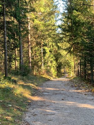 Waldabschnitt der Waldrunde Aktivrunde Münster | © Manuel Hufnagel