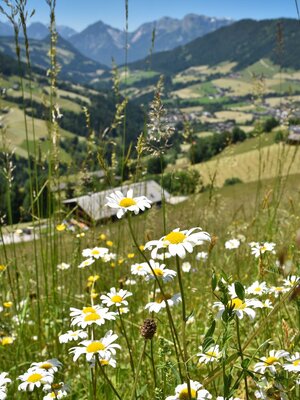 Oberer Höhenweg Alpbach | © Gabriele Grießenböck