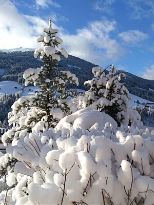 Alpbacherhof Verschneiter Strauch_Garten | © Alpbacherhof